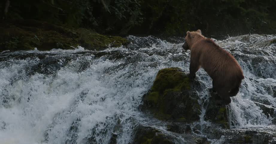 A brown bear carefully navigates the rushing rapids of a waterfall, stepping onto a rock to survey its surroundings in slow motion