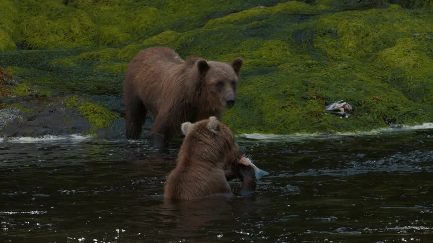 A grizzly bear cub eats a fish in the river while its mother stands watch nearby on the mossy bank