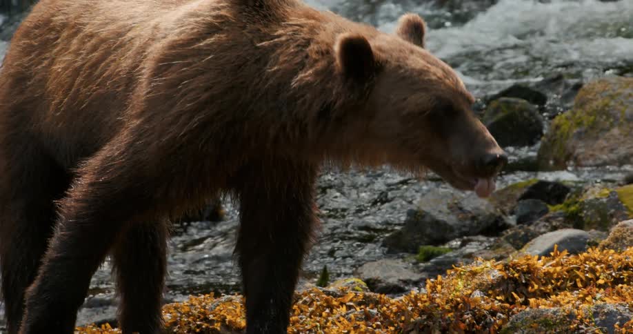 A majestic brown bear walks along the riverbank in slow motion, its wet fur glistening as it looks directly at the camera