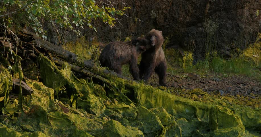 Two brown bears stand on a mossy green slope, playfully biting and nudging each other in a gentle display