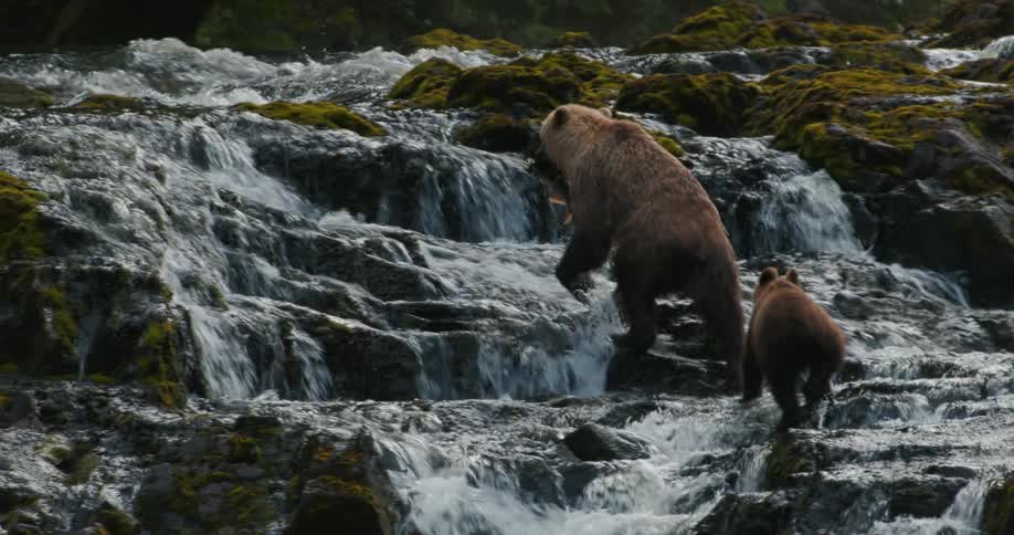 A mother brown bear catches a salmon and leads her curious cub up a cascading waterfall in the wild