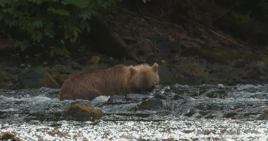 A majestic brown grizzly bear expertly hunts and catches a large salmon in a rushing river, captured in stunning slow motion