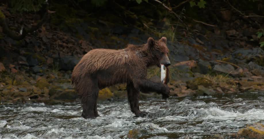 In slow motion, a wet brown bear stands in a rushing river, holding a freshly caught salmon in its mouth and pinning it with its paw