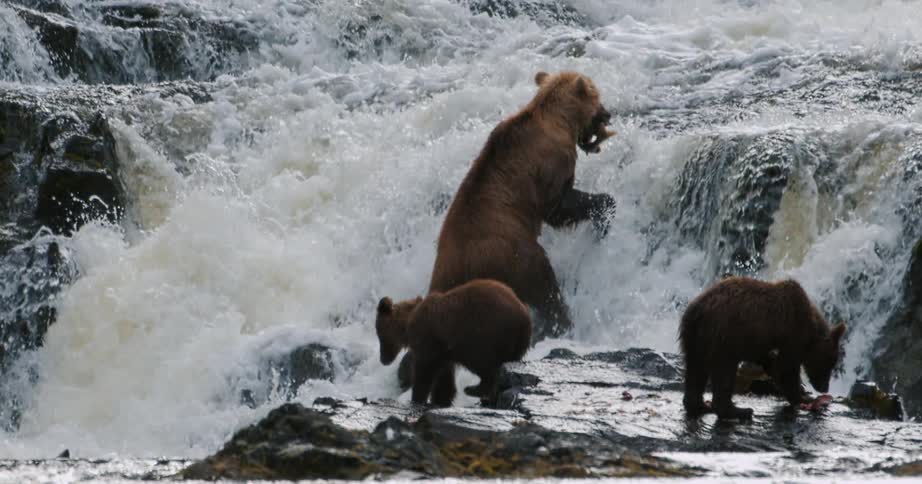 In super slow motion, a mother grizzly bear eats a salmon as her cubs watch eagerly by a rushing waterfall