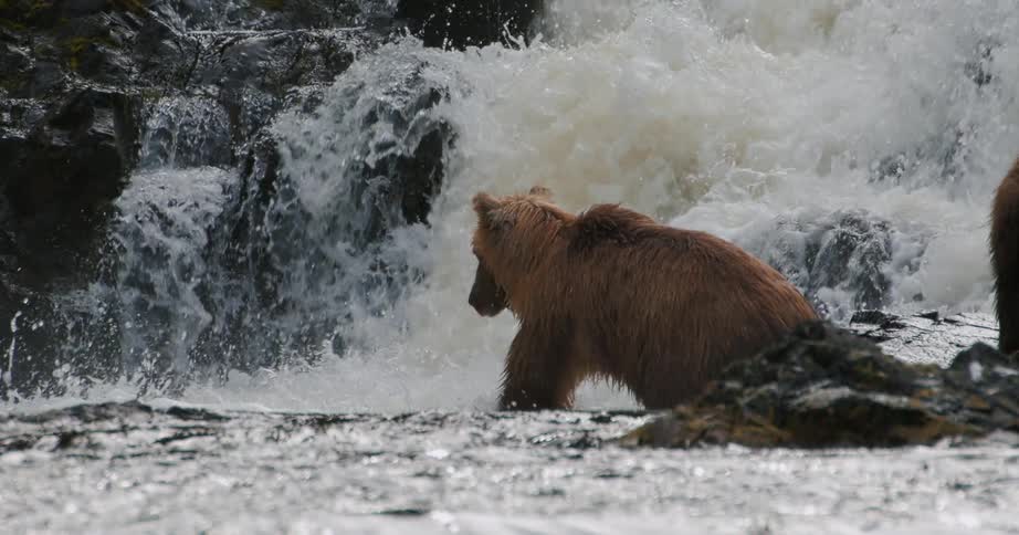 A brown bear patiently waits for salmon at the base of a roaring waterfall in slow motion