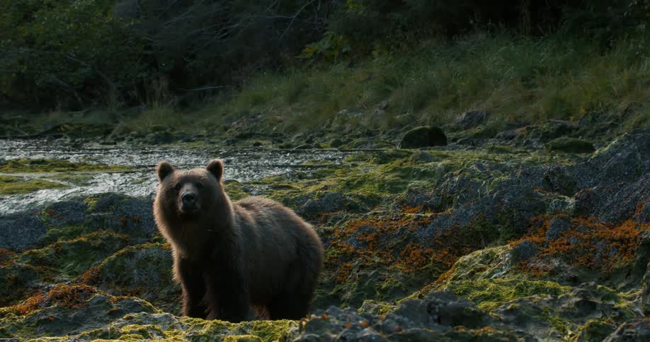 A curious brown bear stands on its hind legs to survey its surroundings in a lush, rocky Alaskan wilderness