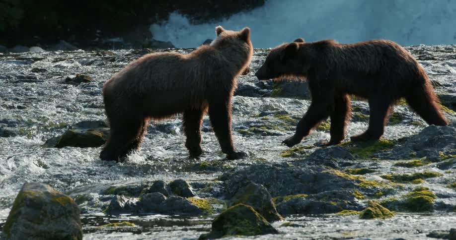 Two grizzly bears face off in a tense, slow-motion interaction in a rushing river with a waterfall in the background