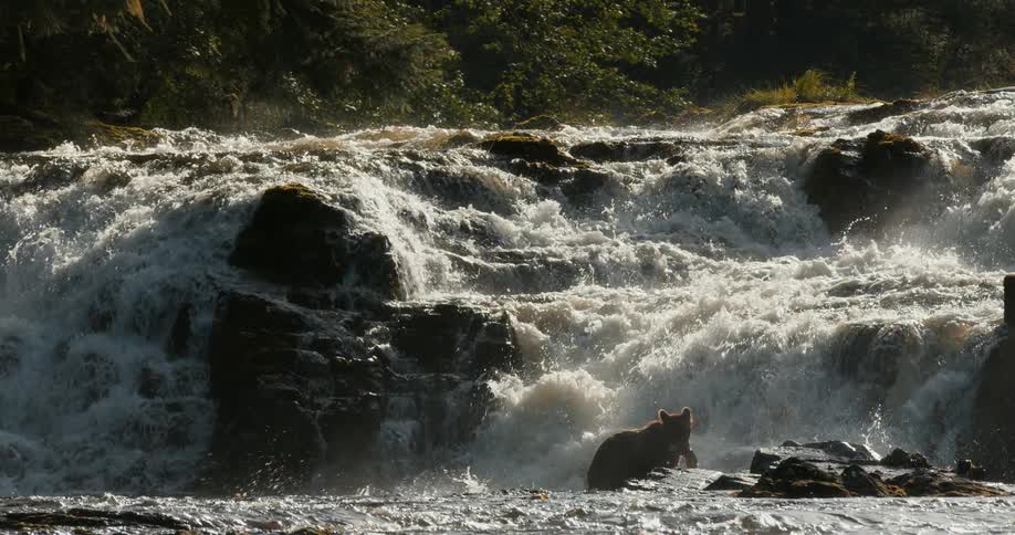 A powerful brown bear successfully catches a salmon in a rushing river and climbs onto a rock to eat it in front of a stunning waterfall