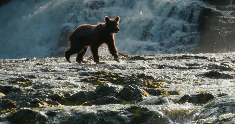A majestic brown bear runs through a shallow, rocky river in slow motion, backlit by the sun with a powerful waterfall in the background