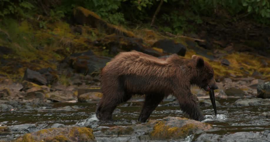 In slow motion, a wild grizzly bear carries its freshly caught salmon through a rocky river to find a spot to eat