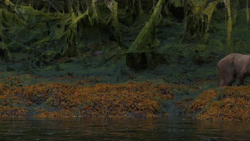 A mother brown bear and her cub emerge from the forest and walk along a mossy riverbank as seagulls take flight in slow motion