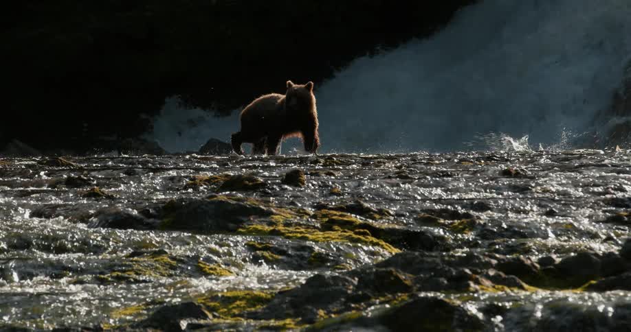 A magnificent grizzly bear splashes through a sunlit river in slow motion with a cascading waterfall in the background