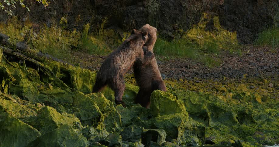 Two brown bears stand on their hind legs and playfully wrestle on a green mossy riverbank