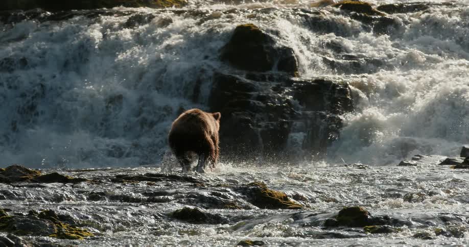 A majestic brown bear walks in dramatic slow motion along the top of a powerful, rushing waterfall
