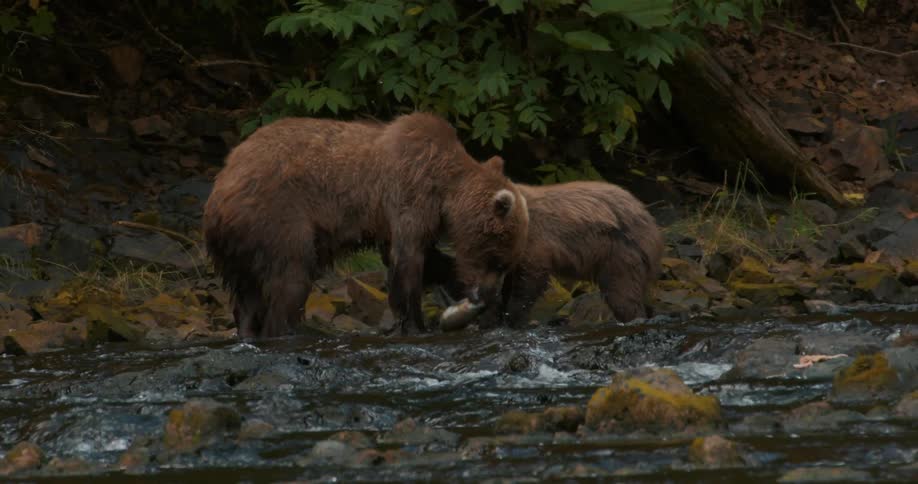 In stunning slow motion, a mother grizzly bear catches a salmon in a river as her curious cub follows closely behind