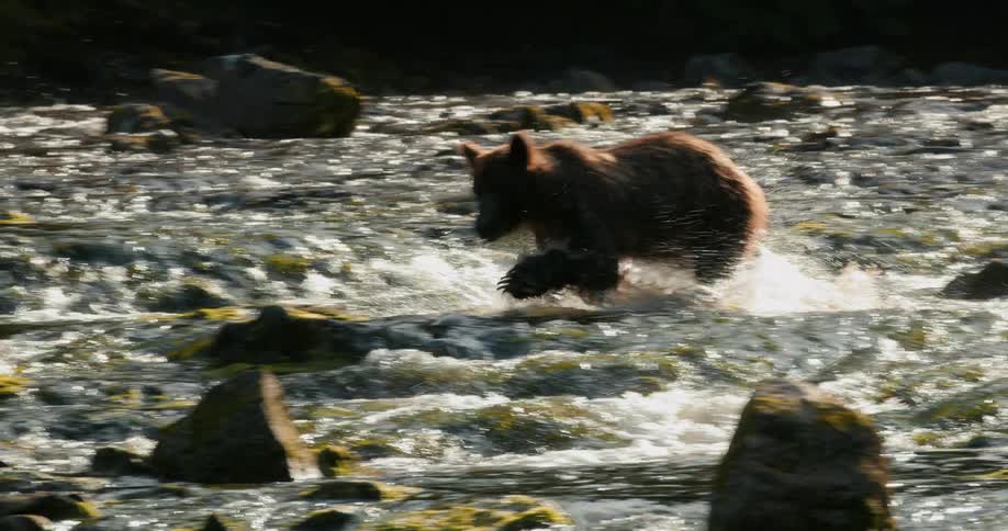 A powerful brown bear splashes through a sunlit, rushing river and successfully catches a salmon in slow motion