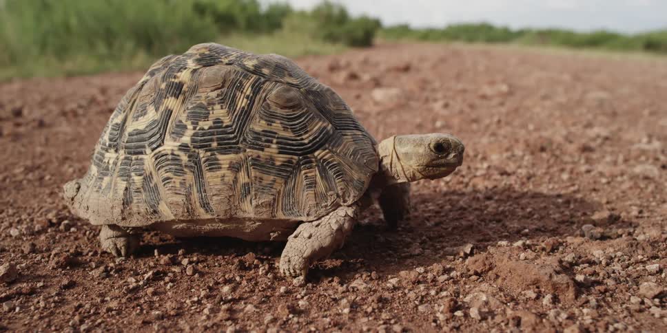 Tortoise walking across dirt and rocks