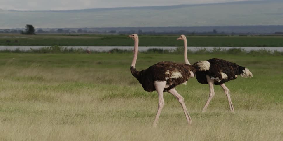 Ostrich walk across grassy land