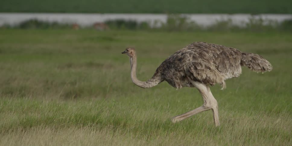 Ostrich walking in a grassy field