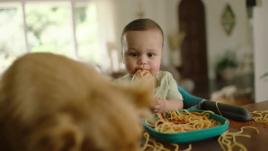 Slow motion shot of a dog cleaning up spaghetti while a cute baby makes a mess eating dinner at the table