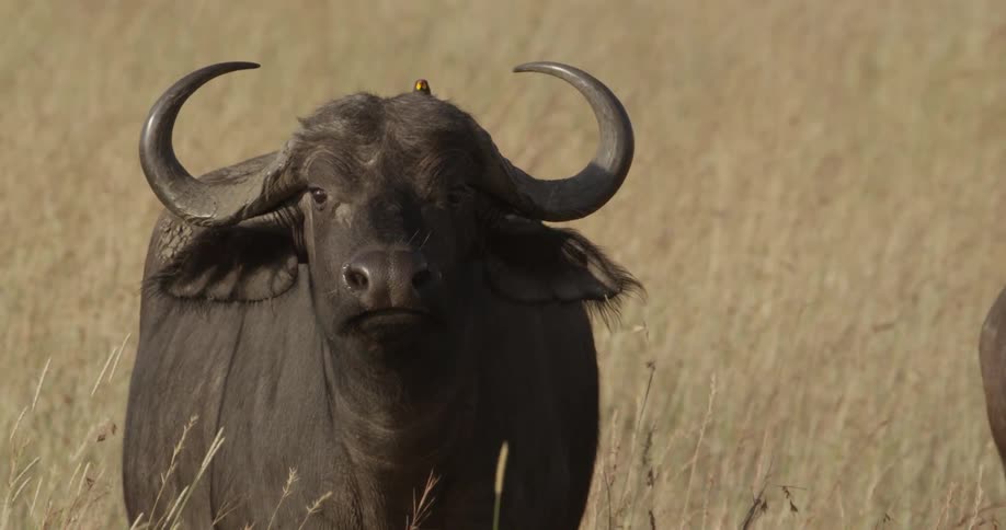 Close up of wild cattle standing in tall grass