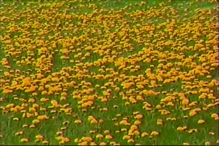 Vintage VHS footage captures a wide shot of a field of yellow dandelions on a grassy hill, then pans down for a close-up