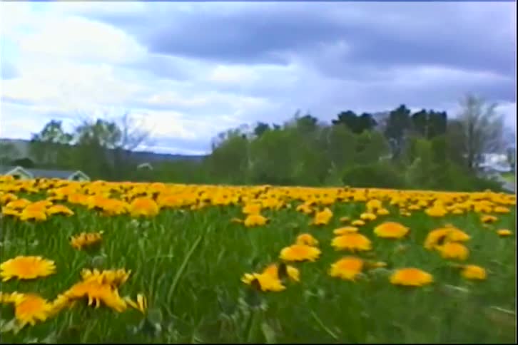 Vintage low-angle footage moves through a vast field of bright yellow dandelions under a cloudy sky