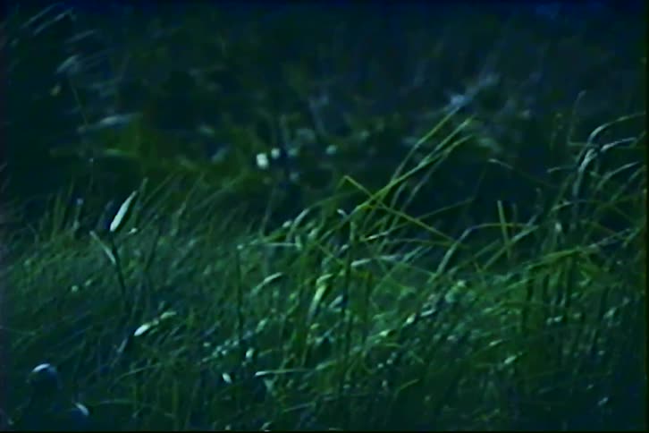 Dark and moody vintage footage shows blades of green grass gently blowing in the wind at night