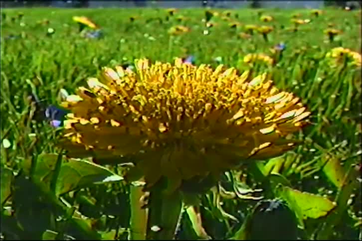 A vintage close-up shot of a bright yellow dandelion blooming in a lush green meadow on a sunny day