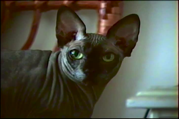 A vintage close-up of a mysterious black Sphynx cat with green eyes staring intently at the camera
