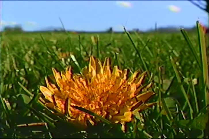 A low-angle close-up captures a bright yellow dandelion in a field as a red tractor passes in the background on a sunny day