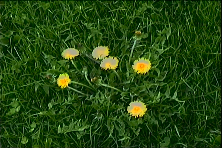 A top-down view of a cluster of yellow dandelions growing in a lush green lawn