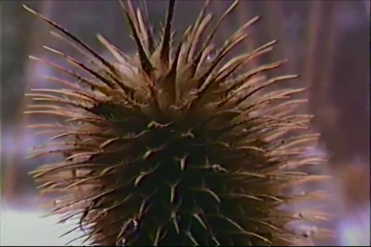 A macro shot shows dewdrops collecting on the spiky head of a dried teasel plant