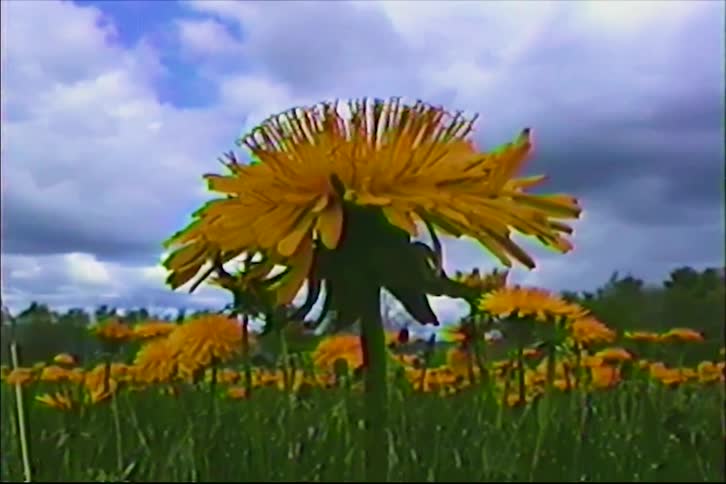 A low-angle close-up shot of a vibrant yellow dandelion in a field against a cloudy sky, presented with a retro VHS aesthetic