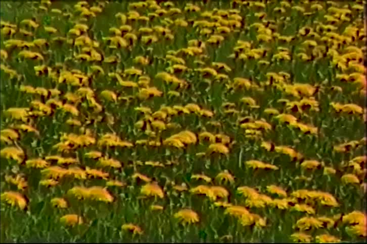 A fast pan reveals a field of yellow dandelions in this vintage footage
