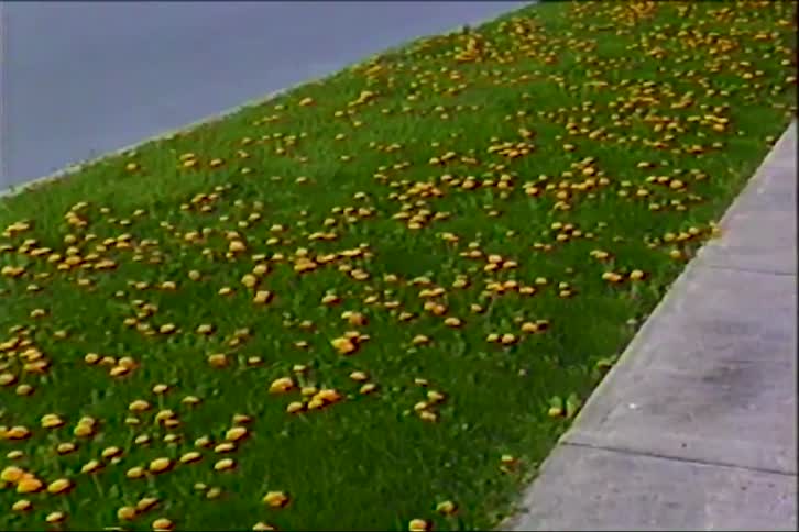 A vintage-style slow zoom shot reveals a suburban lawn completely covered in bright yellow dandelions