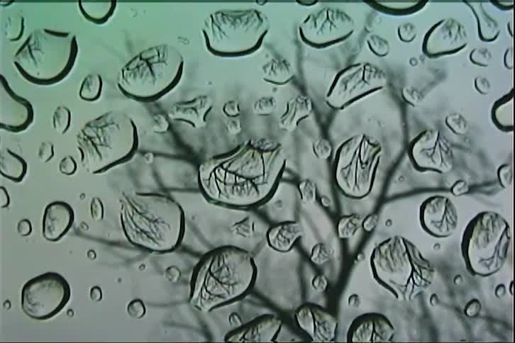 A bare tree is seen refracted through raindrops on a window pane in this moody close-up