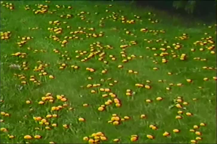 A slow pan across a vibrant green lawn covered in yellow dandelions reveals the sign for a park in a quiet suburban neighborhood
