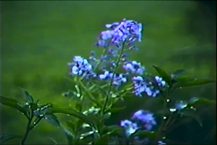 Purple Phlox flowers gently sway in the wind as rain falls in a lush green garden, captured on vintage video