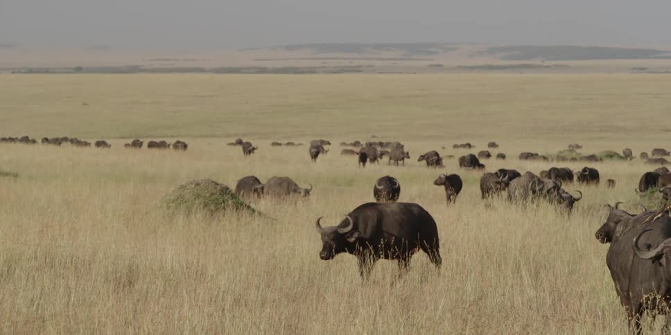 Herd of wild cattle marching across the plains