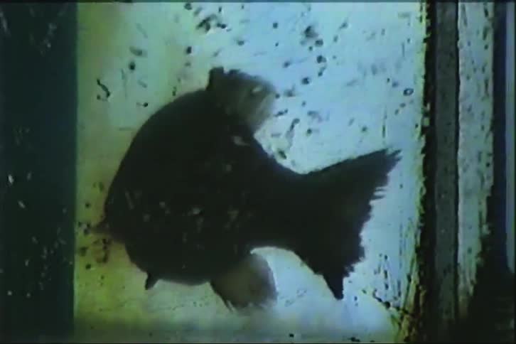 A close-up of a fish swimming in a small, divided aquarium from vintage 1970s footage