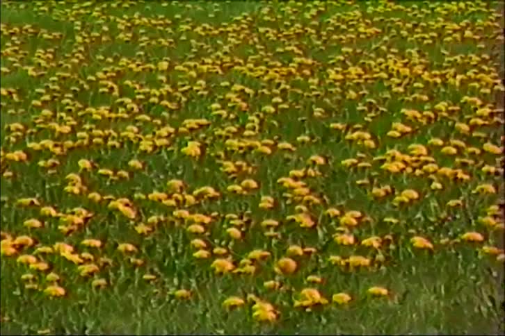 A field of vibrant yellow dandelions sways gently in the breeze in this vintage-style footage