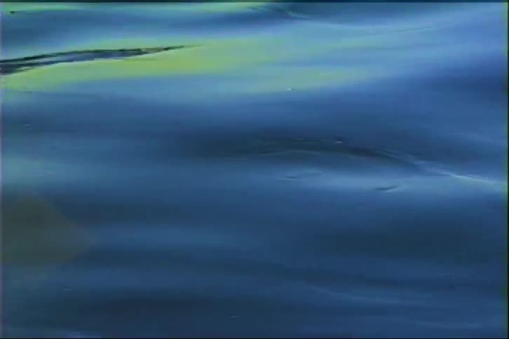 A mesmerizing close-up of an oily, iridescent film creating abstract patterns on the surface of dark blue water