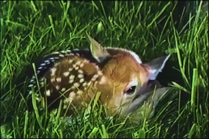 A delicate newborn fawn with white spots curls up and rests quietly in a bed of tall green grass