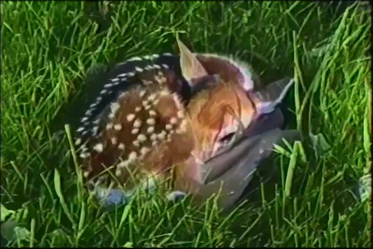 Vintage VHS footage shows an adorable newborn fawn with white spots sleeping peacefully while curled up in the tall green grass