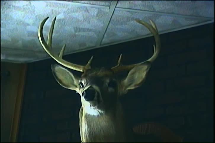 A slow zoom-in on a taxidermy deer head with antlers mounted on the wall of a vintage-style room