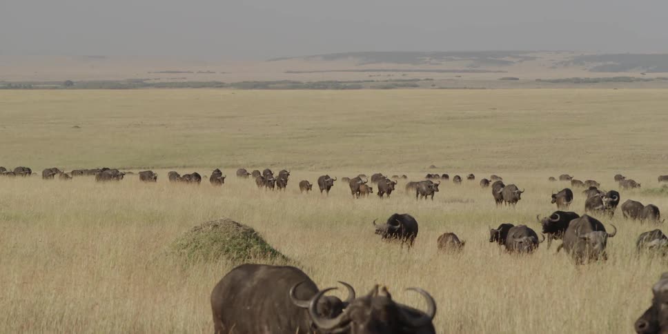 Water buffalos walking across the savanna