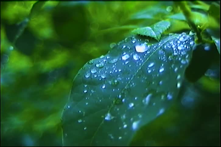 A serene close-up shot focuses on glistening water droplets on a vibrant green leaf