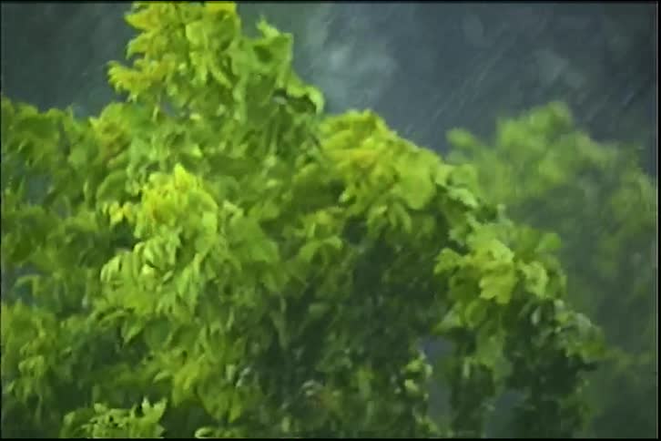 Close up of vibrant green tree leaves being thrashed by strong winds and heavy rain during a storm