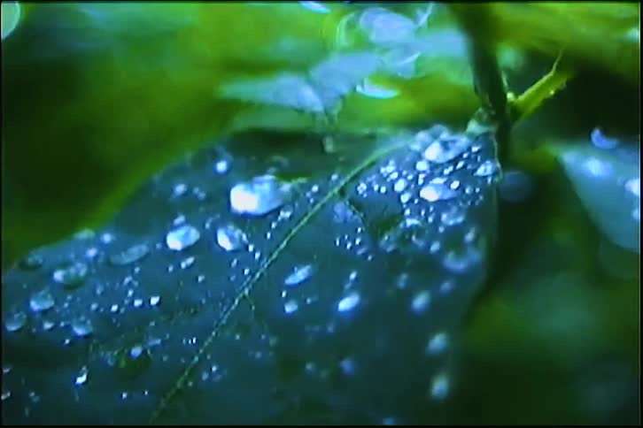 A cinematic rack focus reveals glistening raindrops sitting on a vibrant green leaf